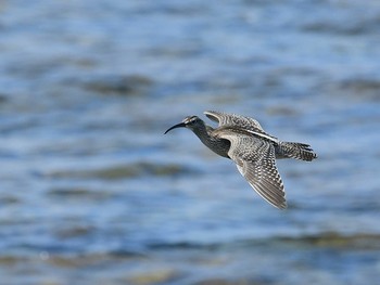 チュウシャクシギ 舳倉島 2020年9月9日(水)