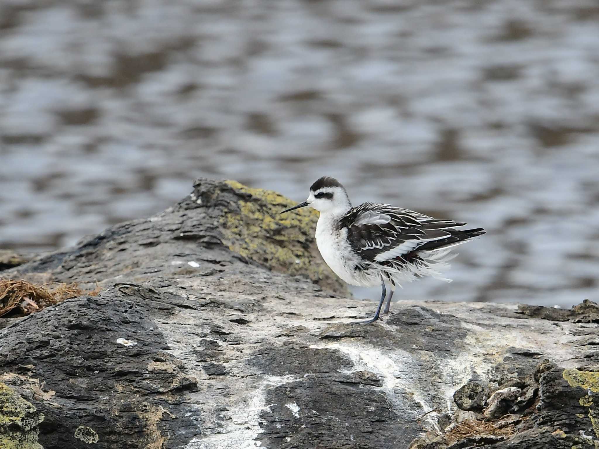 Red-necked Phalarope