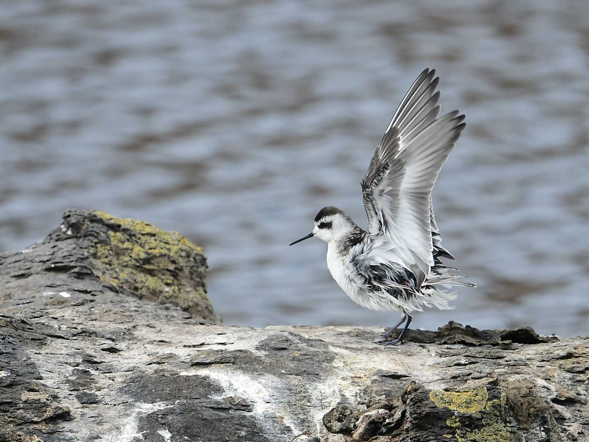 Red-necked Phalarope