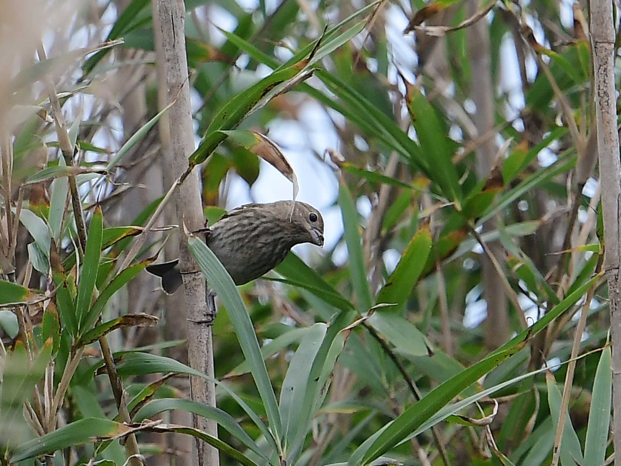 Common Rosefinch