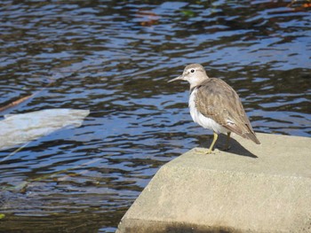 Sun, 9/27/2020 Birding report at 恩田川(高瀬橋付近)