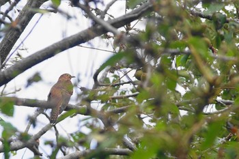 ツツドリ 砧公園 2020年9月15日(火)