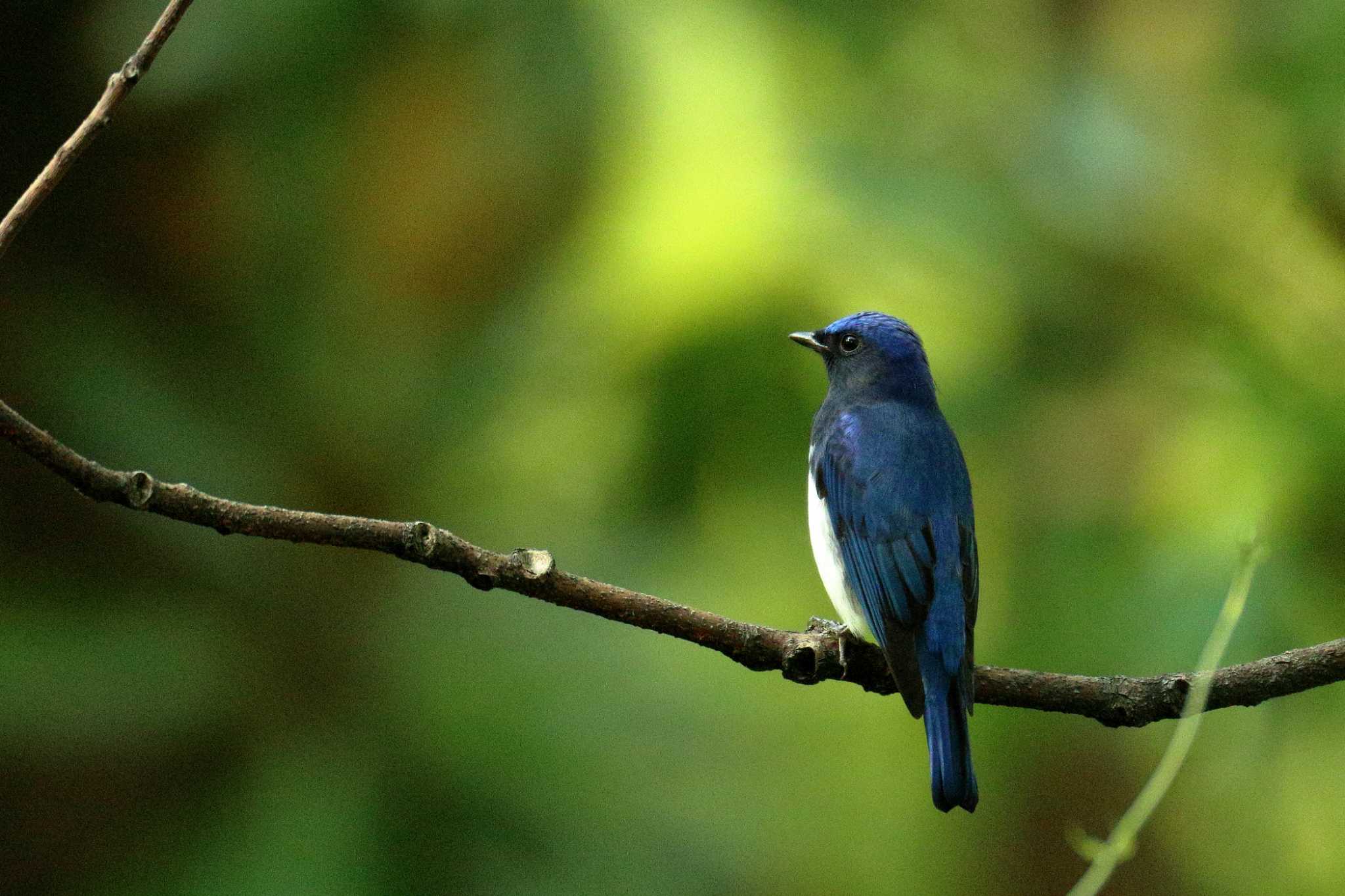 Photo of Blue-and-white Flycatcher at Osaka castle park by 哲庵（てつあん）