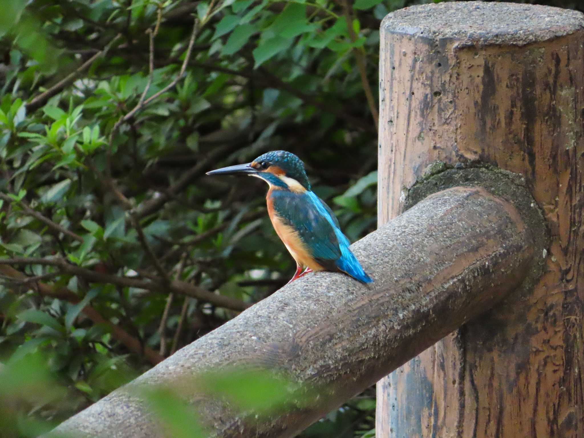 大池親水公園 カワセミの写真 by kou