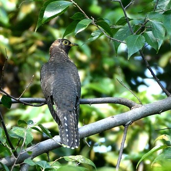 Oriental Cuckoo 大阪府淀川河川敷 Mon, 9/21/2020