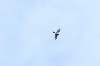 Japanese Sparrowhawk Shirakaba-touge Tue, 9/22/2020
