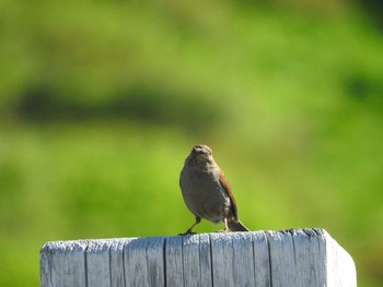 Japanese Accentor 白山 Fri, 7/1/2016