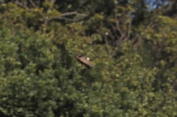 Red-rumped Swallow 和歌山市 Mon, 9/28/2020