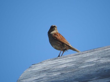 Japanese Accentor 白山 Fri, 7/1/2016