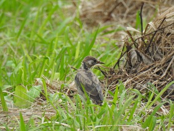 White-cheeked Starling 荒川河川敷 Sun, 9/27/2020