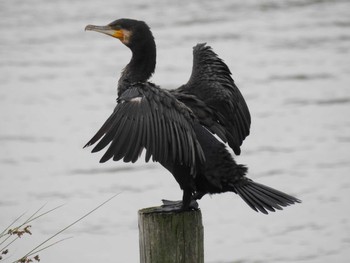 Great Cormorant 荒川河川敷 Sun, 9/27/2020