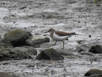 Common Sandpiper 荒川河川敷 Sun, 9/27/2020