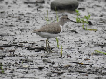 Common Sandpiper 荒川河川敷 Sun, 9/27/2020