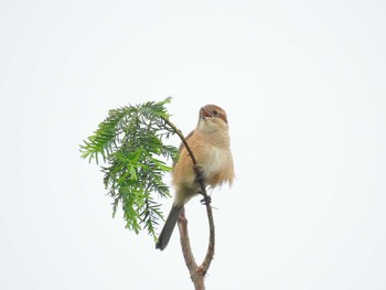 2020年9月27日(日) 荒川河川敷の野鳥観察記録