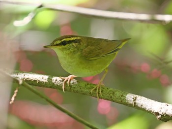 2020年9月28日(月) 神戸市立森林植物園の野鳥観察記録