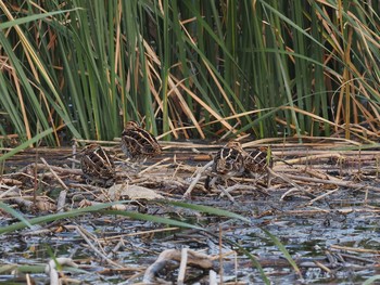 2020年9月28日(月) 六郷橋緑地の野鳥観察記録