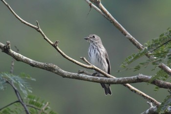 Grey-streaked Flycatcher 豊能町 Tue, 9/29/2020