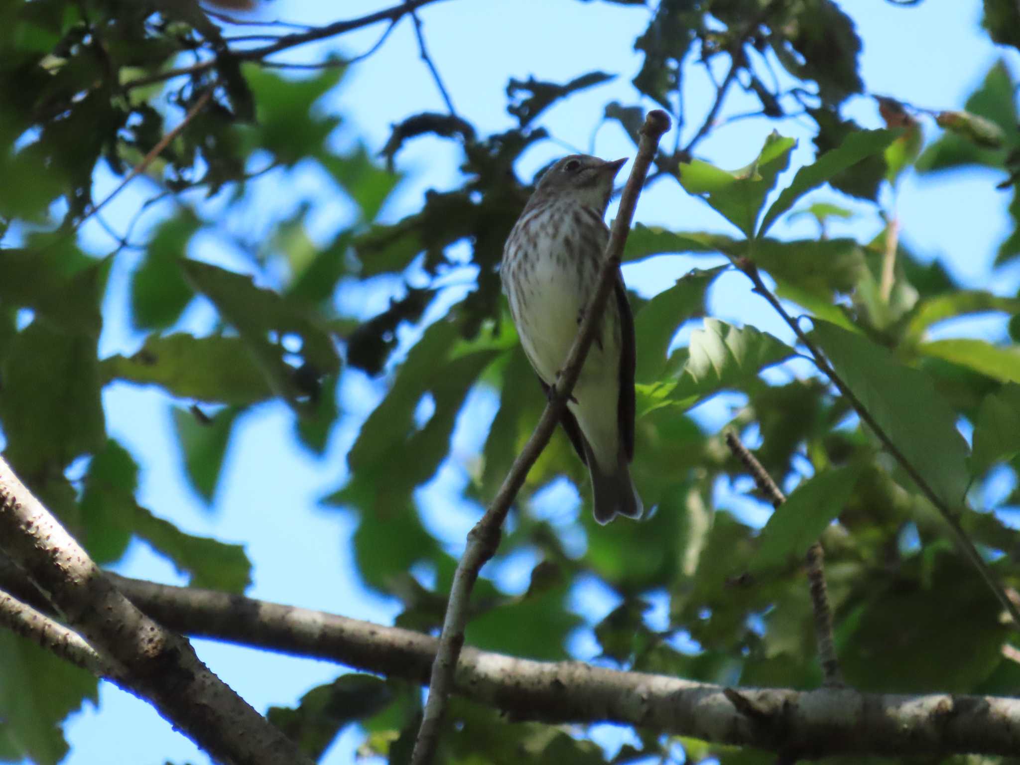 Photo of Grey-streaked Flycatcher at 房総のむら by 鰰