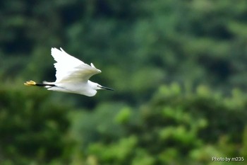 Little Egret 大内遊水地 Tue, 9/29/2020