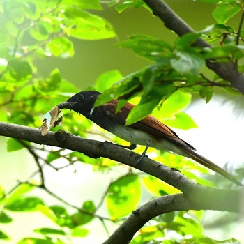 Black Paradise Flycatcher 大阪府淀川河川敷 Tue, 9/15/2020