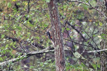 2020年9月27日(日) outside BASE（北軽井沢）の野鳥観察記録