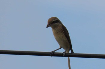 Brown Shrike Chai Nat Thu, 9/24/2020