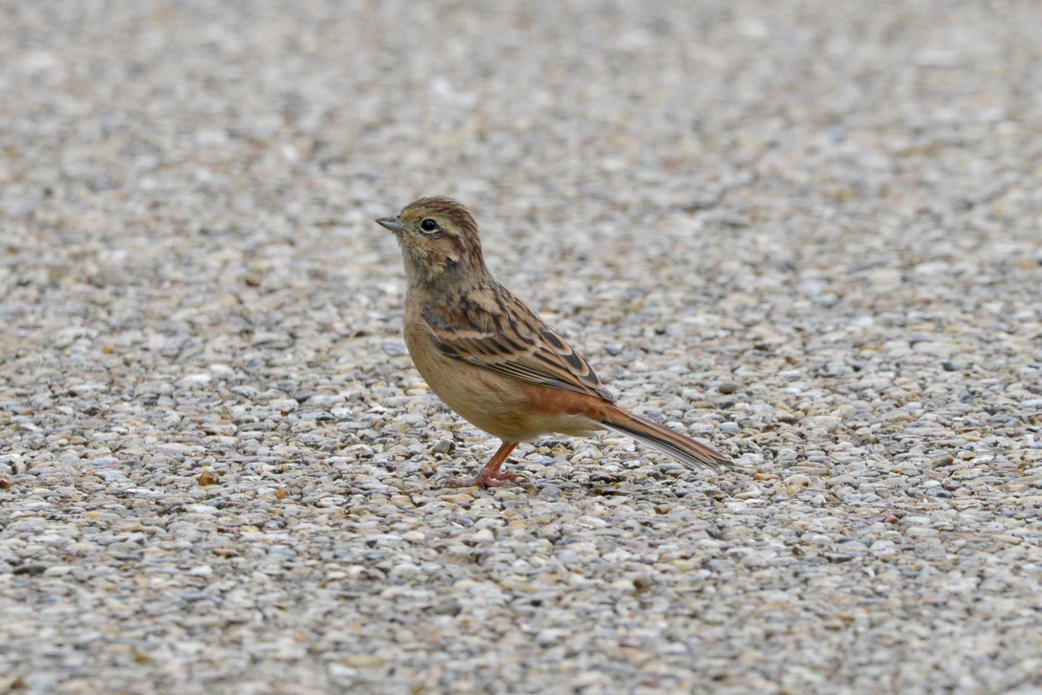 Meadow Bunting