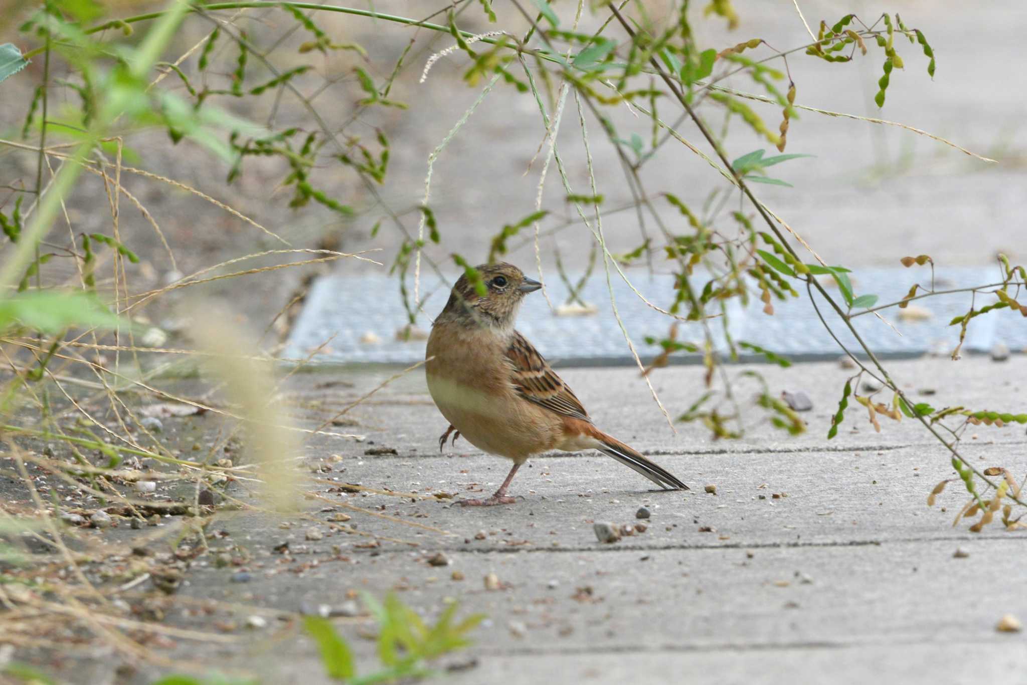 Photo of Meadow Bunting at 加木屋緑地 by ポッちゃんのパパ