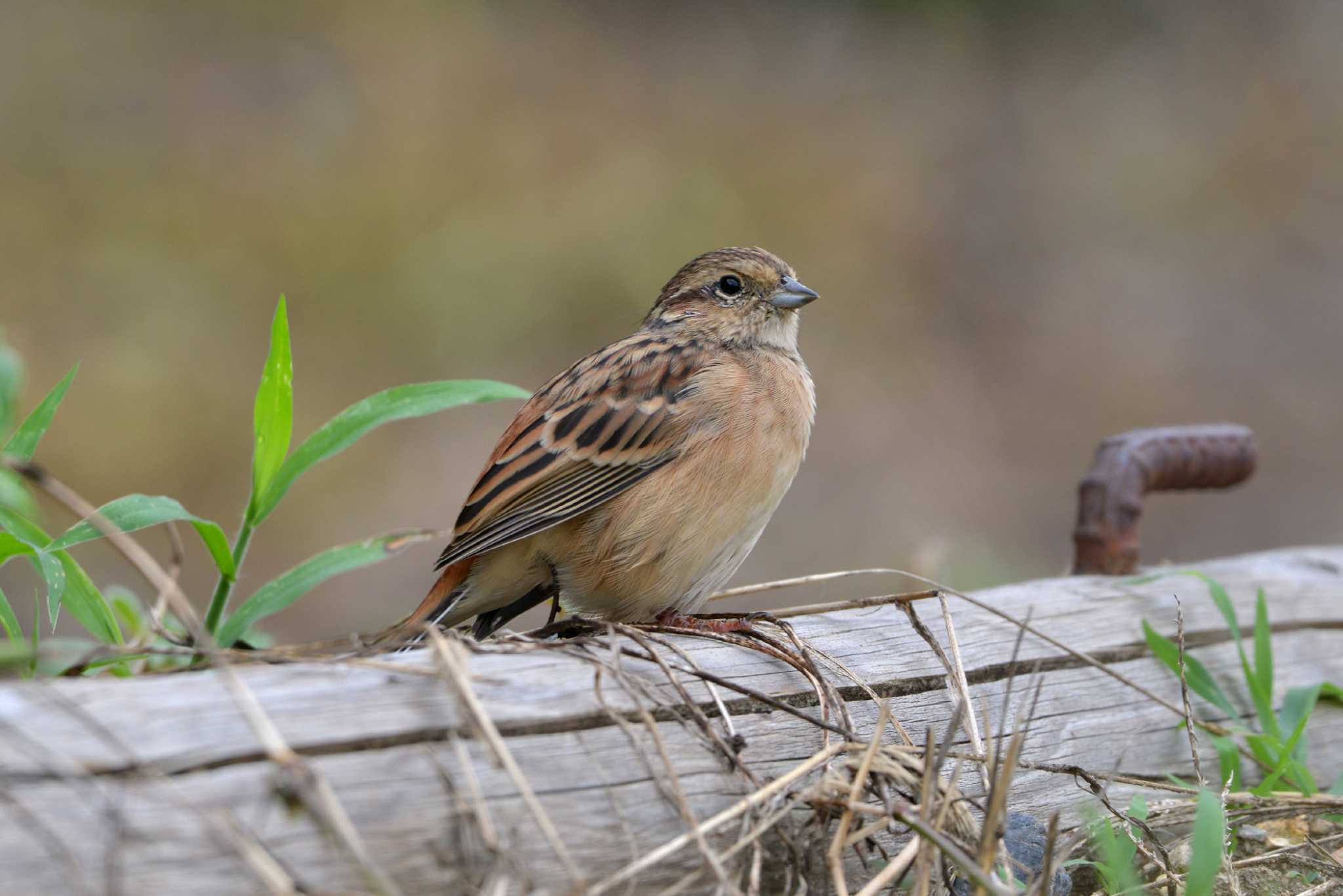 Meadow Bunting