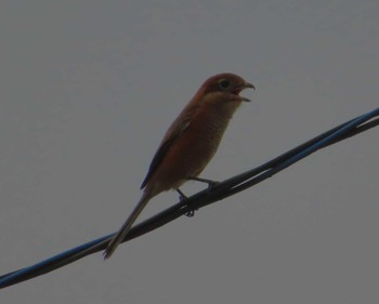 Bull-headed Shrike 茨城県結城郡 Tue, 9/29/2020