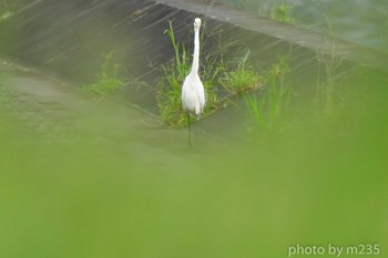 Great Egret 大内遊水地 Tue, 9/29/2020