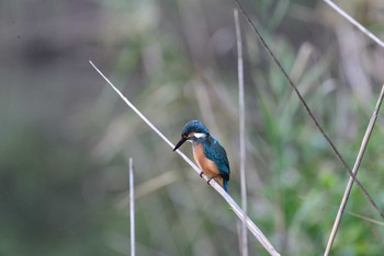 カワセミ 東京港野鳥公園 2020年9月27日(日)