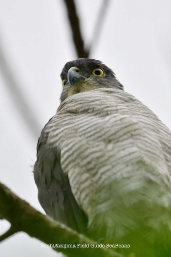 Japanese Sparrowhawk(iwasakii) Ishigaki Island Tue, 9/29/2020