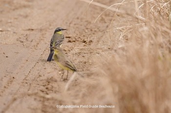 Eastern Yellow Wagtail(simillima) Ishigaki Island Tue, 9/29/2020