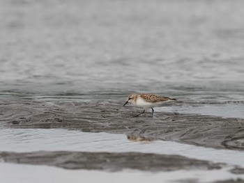 2020年9月29日(火) ふなばし三番瀬海浜公園の野鳥観察記録