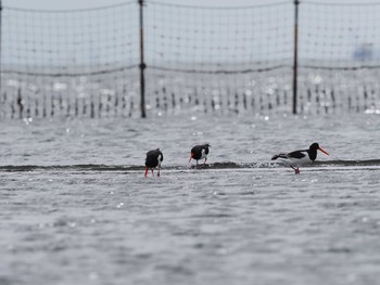 ミヤコドリ ふなばし三番瀬海浜公園 2020年9月29日(火)