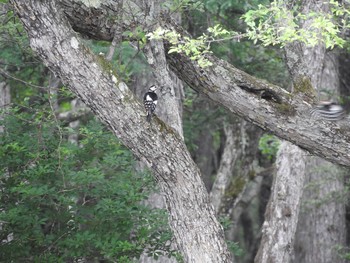 Great Spotted Woodpecker Unknown Spots Sat, 7/2/2016