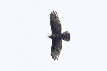 Grey-faced Buzzard Shirakaba-touge Tue, 9/29/2020