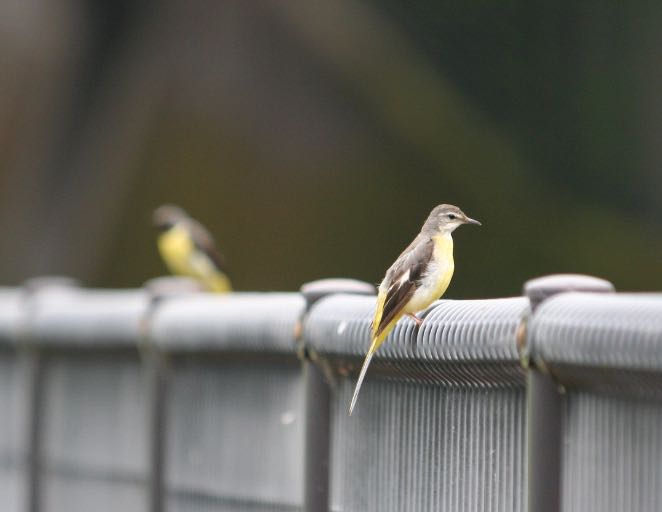 平井川 キセキレイの写真