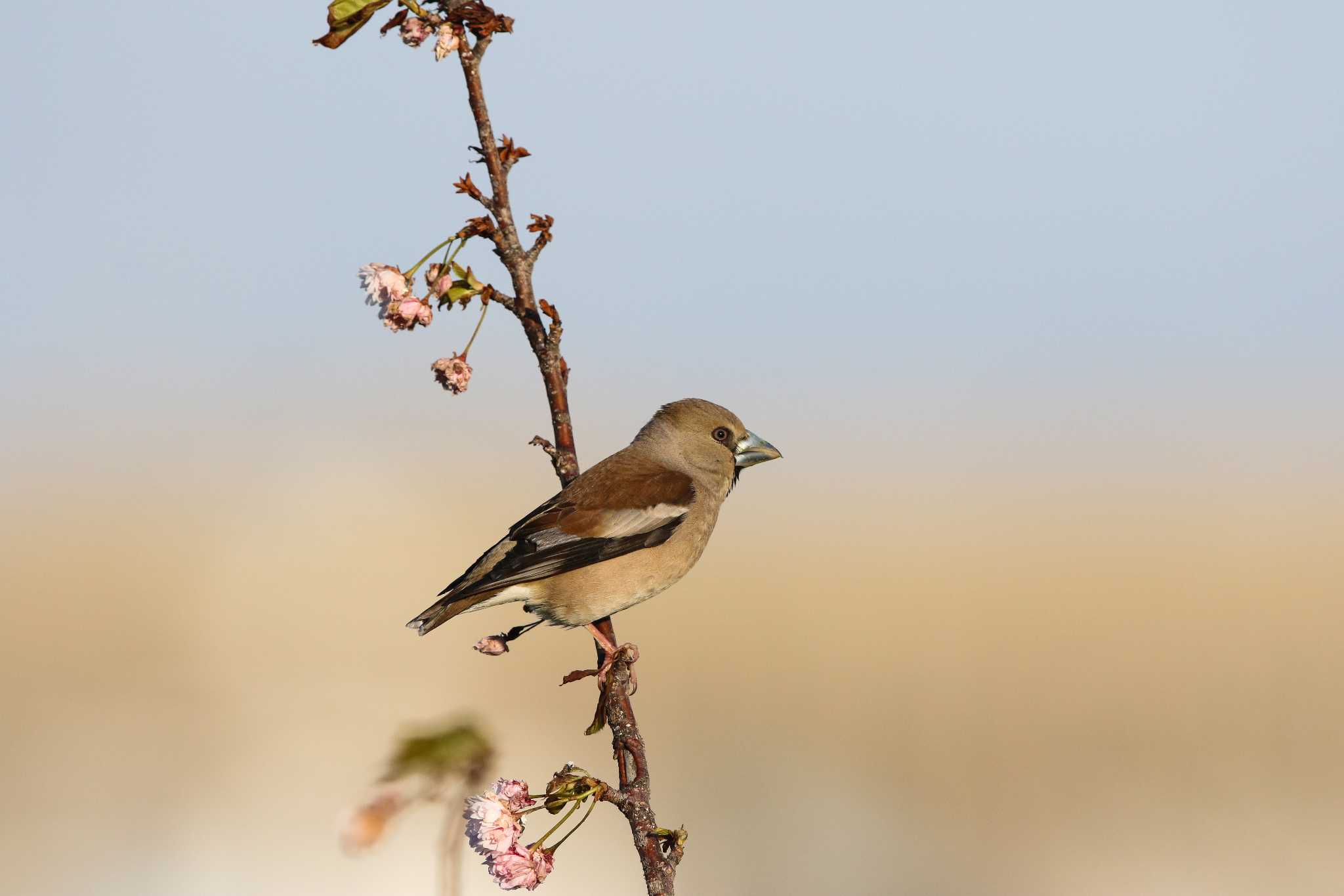 Photo of Hawfinch at Hegura Island by Trio