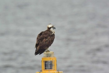 ミサゴ 堺浜 2020年9月30日(水)