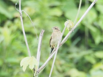 オオジュリン 場所が不明 2016年7月3日(日)