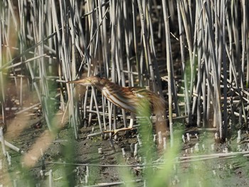 ヨシゴイ 東京港野鳥公園 2020年9月30日(水)