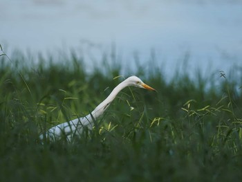 チュウサギ 東京港野鳥公園 2020年9月30日(水)