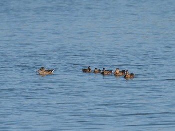 ハシビロガモ 東京港野鳥公園 2020年9月30日(水)