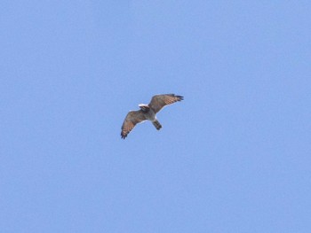 2020年9月30日(水) 吉野梅林の野鳥観察記録