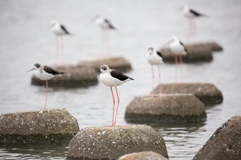 2020年9月29日(火) 六郷橋緑地の野鳥観察記録