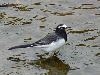 Japanese Wagtail Unknown Spots Tue, 9/29/2020