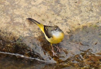 Grey Wagtail Unknown Spots Tue, 9/29/2020
