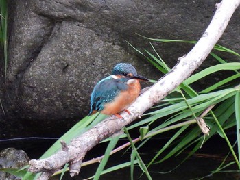 Common Kingfisher Unknown Spots Tue, 9/29/2020